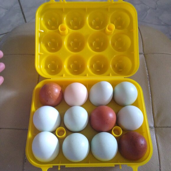 Egg Holder 12 Eggs Camping egg carrier Unbreakable plastic - Picture 2 of 6